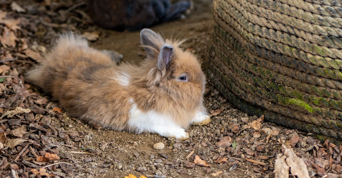 découvrez comment choisir et utiliser la litière idéale pour votre lapin afin d'assurer son confort et une hygiène optimale. guide et conseils pratiques sur la litière pour lapins.