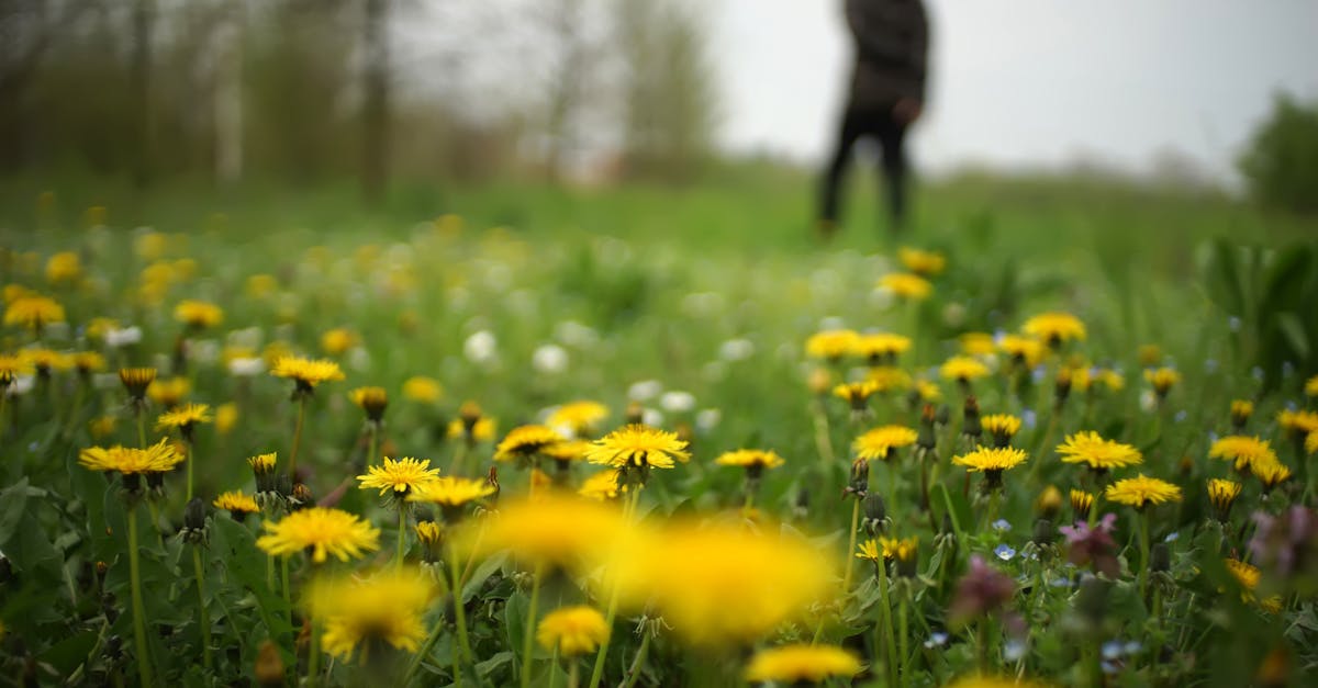 découvrez le pissenlit, une plante sauvage aux multiples bienfaits : utilisation culinaire, propriétés médicinales et conseils pour la cultiver ou l’identifier facilement dans la nature.