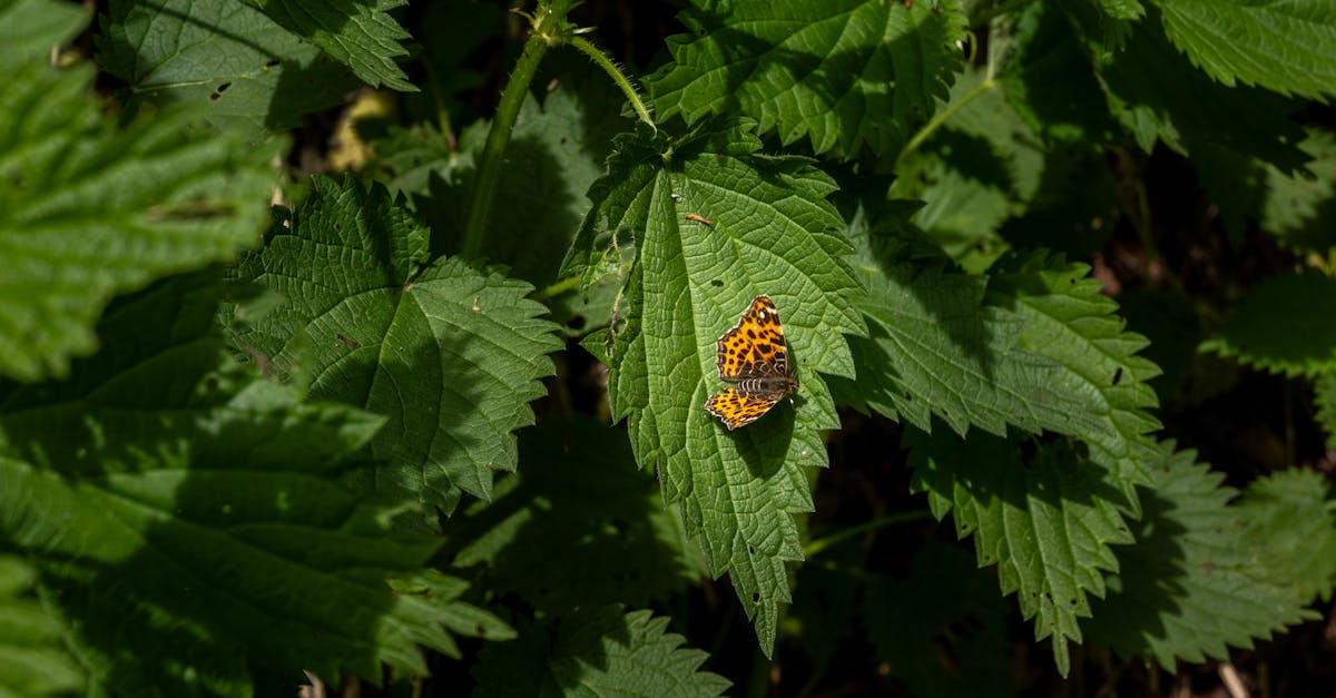 découvrez les bienfaits de l'ortie (nettle) pour la santé, ses usages en phytothérapie, astuces pour la consommer et précautions à prendre. un guide complet sur cette plante aux multiples vertus.
