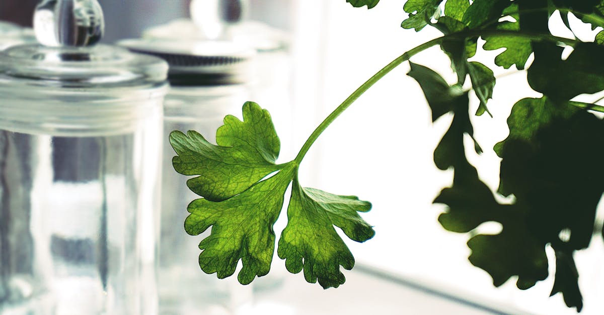 découvrez tout sur le persil : bienfaits, utilisations en cuisine, conseils de culture et astuces pour profiter au mieux de cette herbe aromatique incontournable.