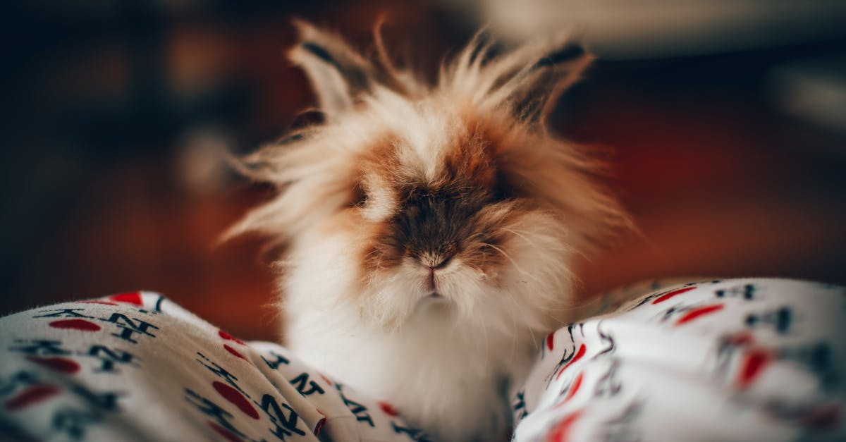 découvrez tout sur le lapin : ses caractéristiques, son mode de vie, son alimentation, et des conseils pour bien s’en occuper en tant qu’animal de compagnie ou en milieu naturel.