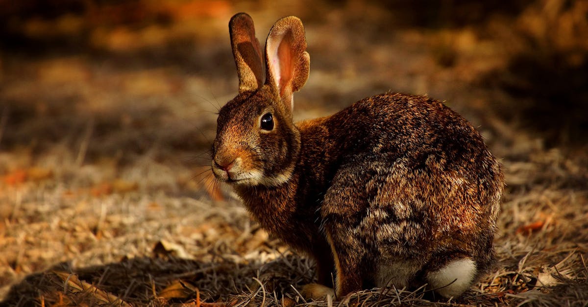 découvrez tout ce qu'il faut savoir sur le lapin : caractéristiques, alimentation, habitat, reproduction et conseils pour bien s'en occuper en tant qu'animal de compagnie.