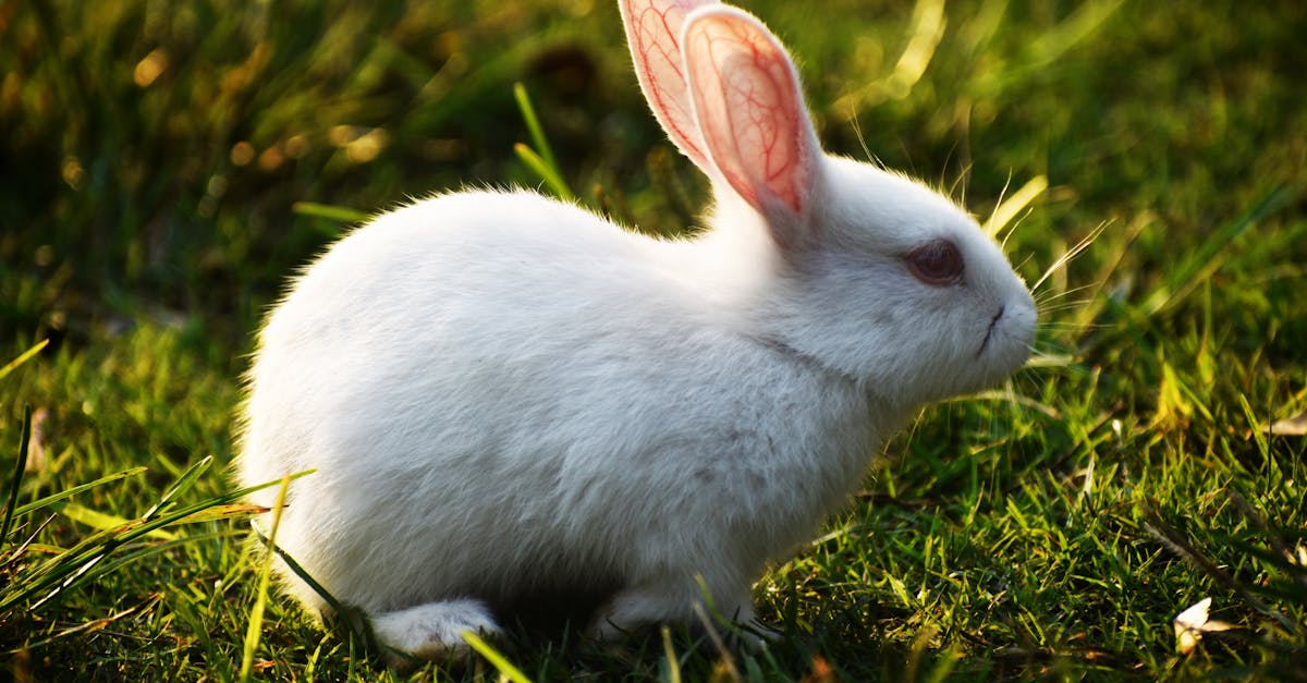 découvrez tout sur le lapin : ses caractéristiques, son mode de vie, son alimentation et des conseils pour en prendre soin. idéal pour les passionnés d’animaux et les futurs propriétaires.