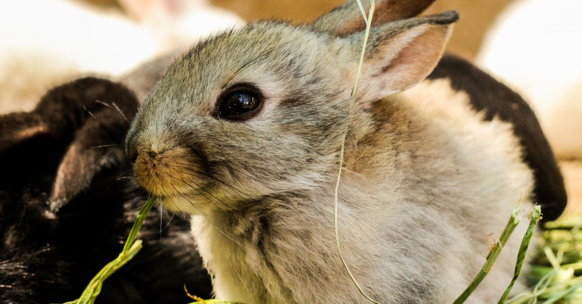 découvrez tout sur le lapin : ses caractéristiques, son habitat, son alimentation et les conseils pour en prendre soin. parfait pour les amoureux des animaux et futurs propriétaires de lapins !