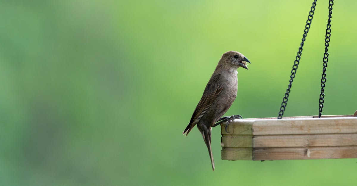 trouvez le distributeur de nourriture idéal pour lapin ! pratique, hygiénique et facile à utiliser, notre rabbit feeder assure une alimentation régulière et saine à votre animal de compagnie. découvrez nos conseils et modèles adaptés à tous les besoins.
