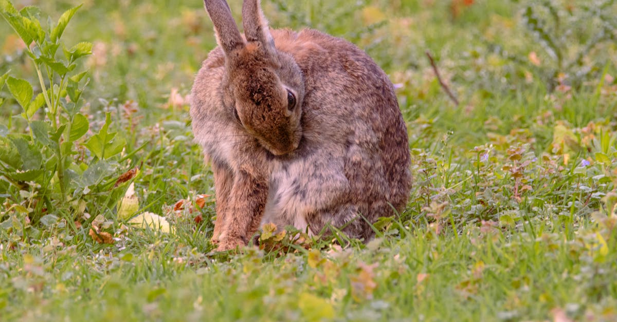 découvrez tous nos conseils et astuces pour bien toiletter votre lapin : techniques de brossage, choix du matériel adapté et soins essentiels pour garantir bien-être et hygiène à votre compagnon à longues oreilles.