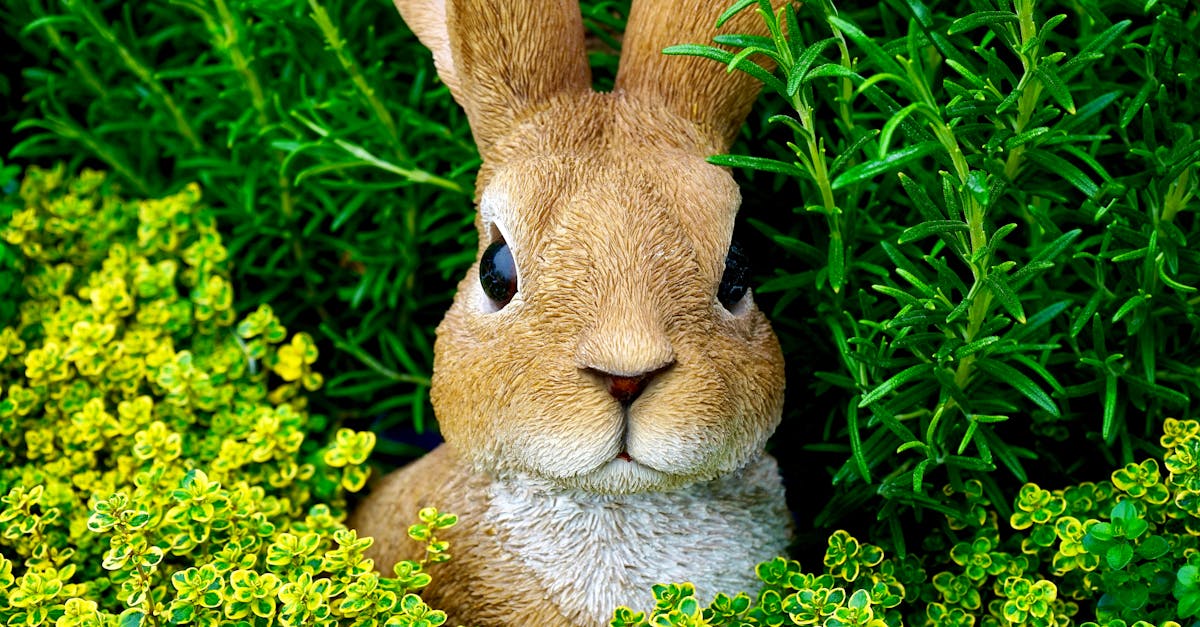 découvrez notre harnais pour lapin, confortable et sécurisé, idéal pour promener votre compagnon en toute tranquillité. offrez-lui liberté et sécurité lors de vos sorties !