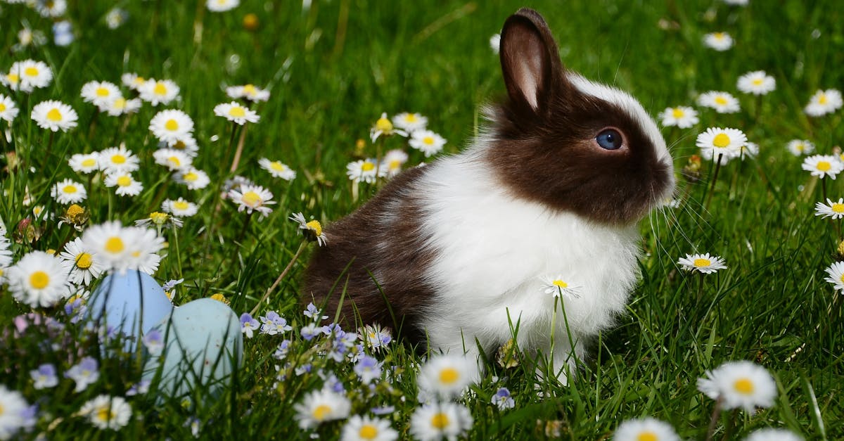 découvrez tout ce qu'il faut savoir sur le nid de lapin : comment le reconnaître, conseils pour le protéger, et bonnes pratiques si vous en trouvez un dans votre jardin.