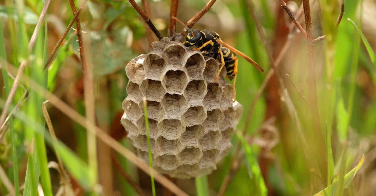 découvrez tout ce qu'il faut savoir sur le nid de lapin : comment le reconnaître, le protéger et les bons gestes à adopter si vous en trouvez un dans votre jardin.