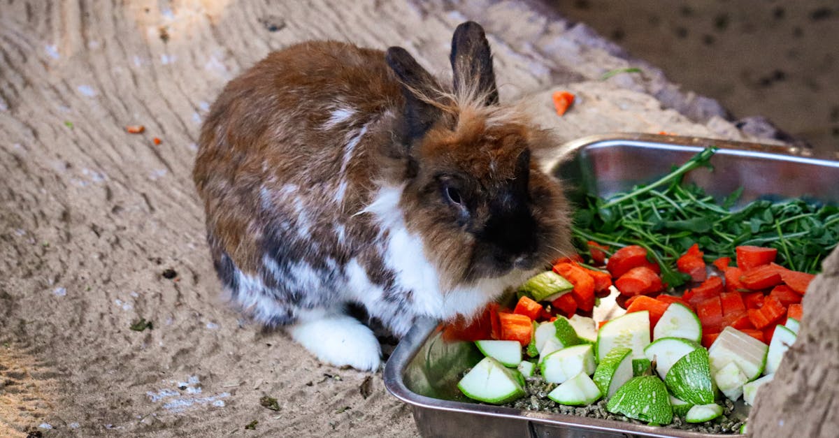 découvrez quels légumes sont adaptés aux lapins, comment les intégrer à leur alimentation et les bienfaits des légumes frais pour la santé de votre lapin domestique.