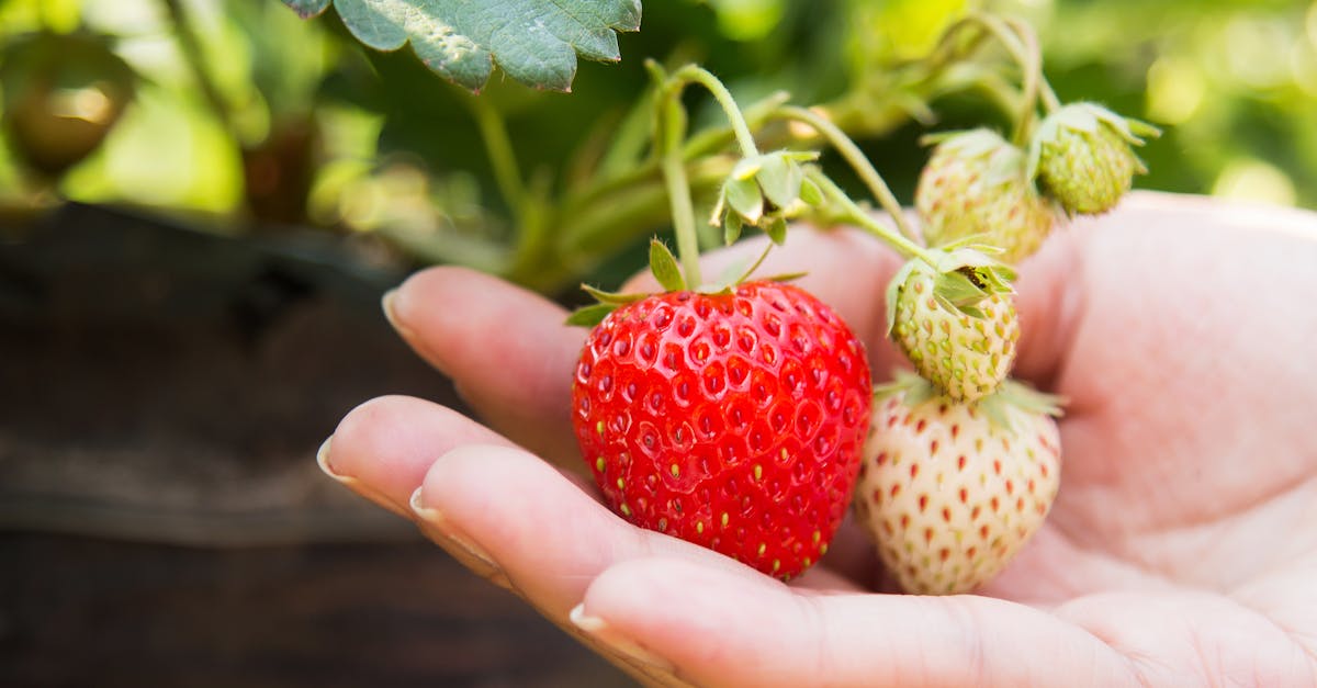 découvrez tout sur les fraises : bienfaits pour la santé, variétés, astuces de dégustation et conseils pour les cultiver ou les choisir fraîches. savourez ce fruit délicieux toute l'année !