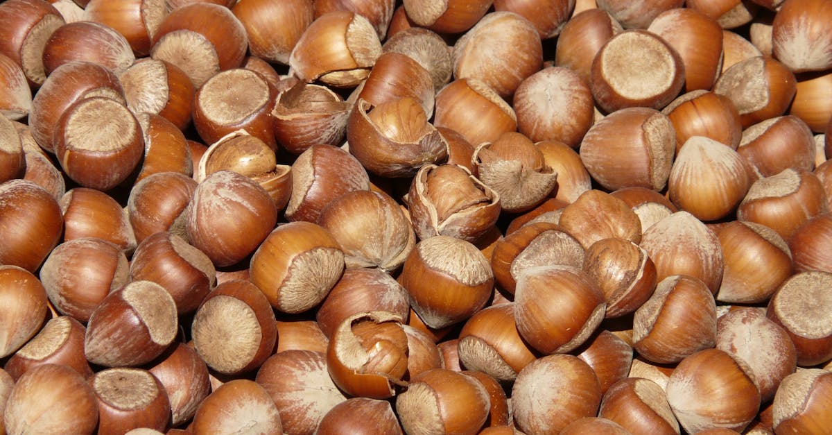 découvrez tout sur la noisette : ses bienfaits, ses utilisations en cuisine et ses secrets pour une alimentation saine. explorez conseils, recettes et astuces pour profiter pleinement de ce délicieux fruit à coque.